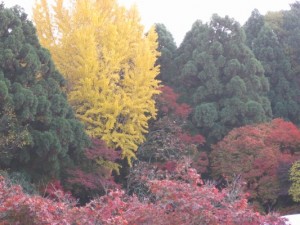 色鮮やかな京都の紅葉