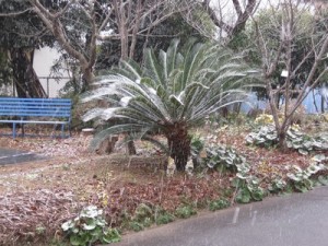 園庭の雪