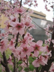 園庭の小さな花のさくら　とっても早咲き