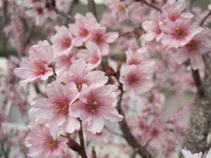 園庭の小さな花のさくら