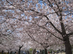 昆陽池の桜　おみごとおみごと