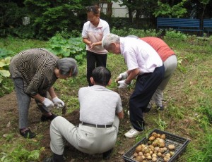 ジャガイモ収穫