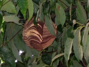 庭木にハンドボール大の蜂の巣発見